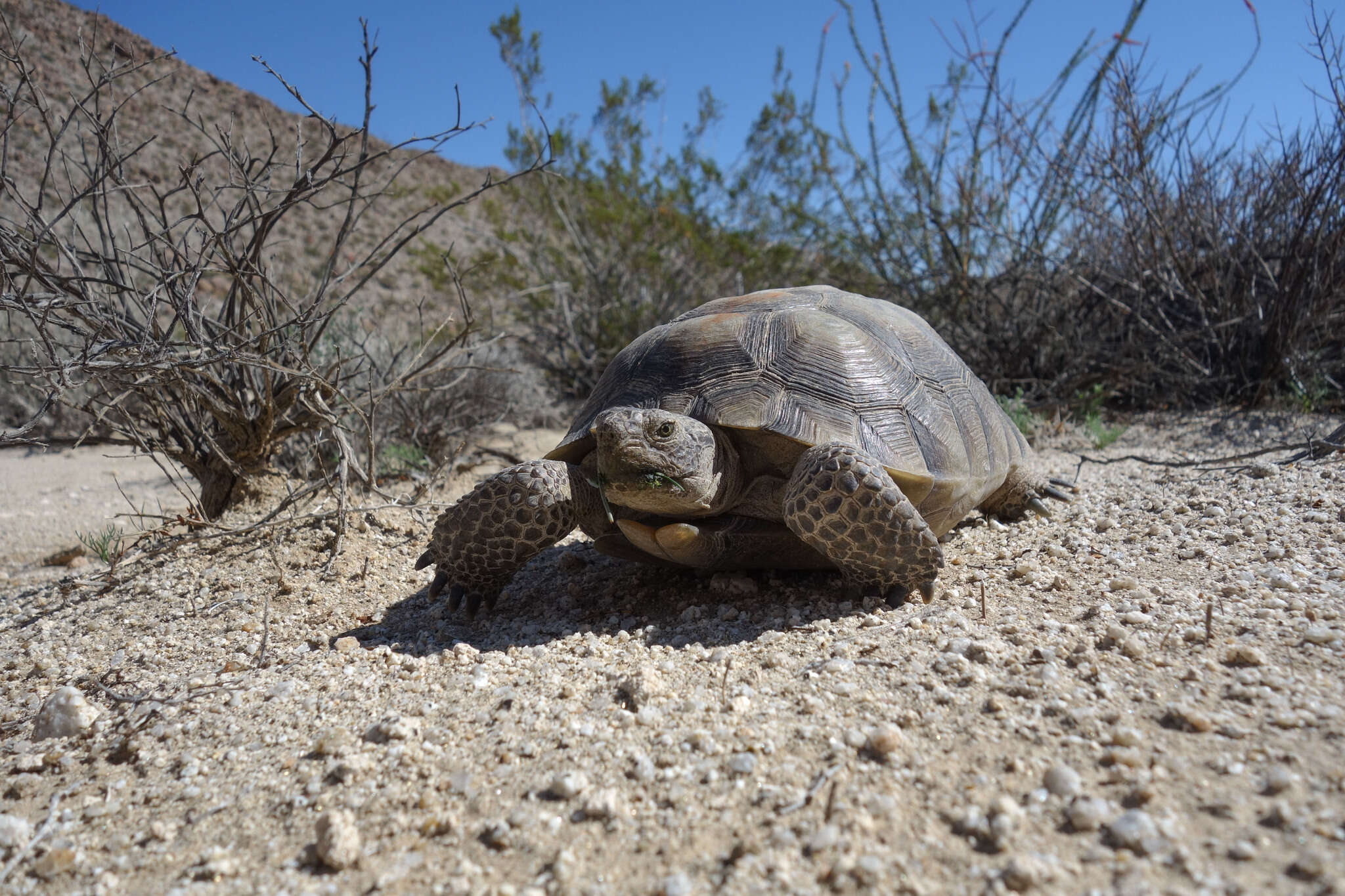 Image of desert tortoise