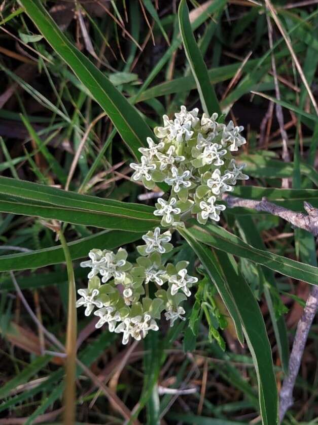 Image of Asclepias mellodora St. Hil.