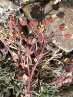 Imagem de Potentilla morefieldii B. Ertter