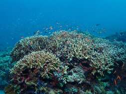 Image of Stony coral