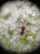 Image of Pidonia lurida (Fabricius 1793)