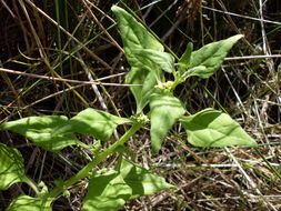 Image of New Zealand spinach