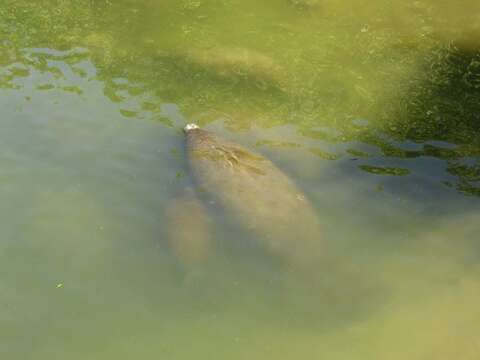 Image of Florida manatee