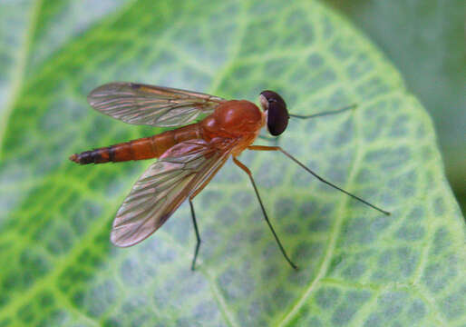 Image of Chrysopilus ferruginosus (Wiedemann 1819)