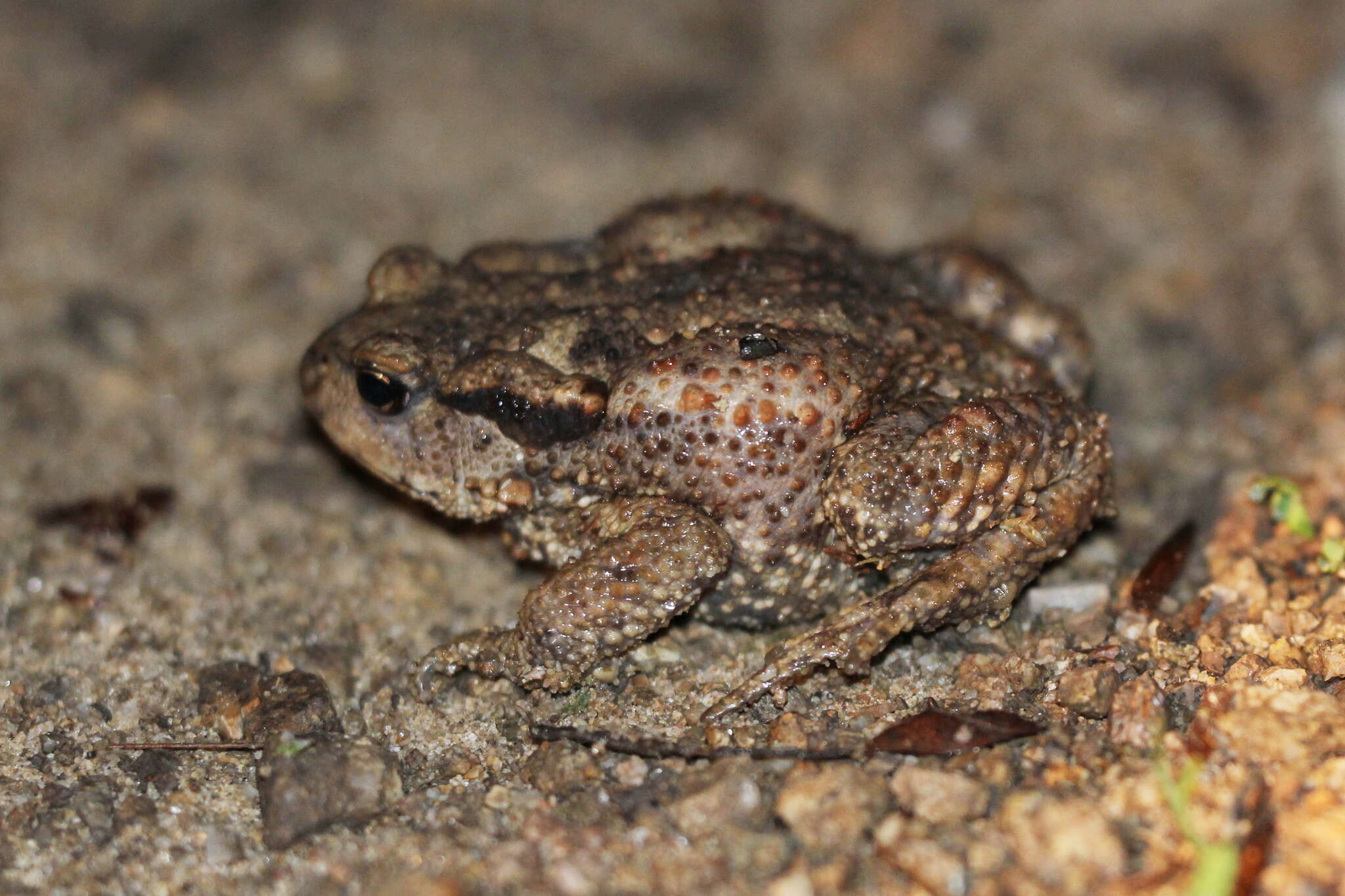 Bufo verrucosissimus (Pallas 1814) resmi