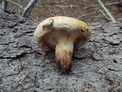 Image of Paxillus obscurisporus C. Hahn 1999