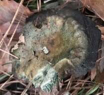 Image of Lactarius paradoxus Beardslee & Burl. 1940