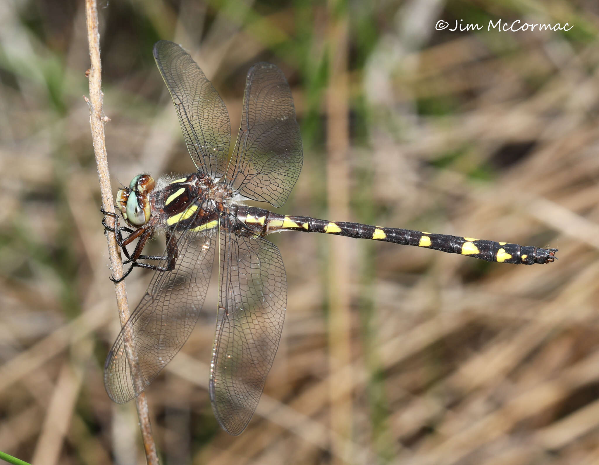 Image of Brown Spiketail