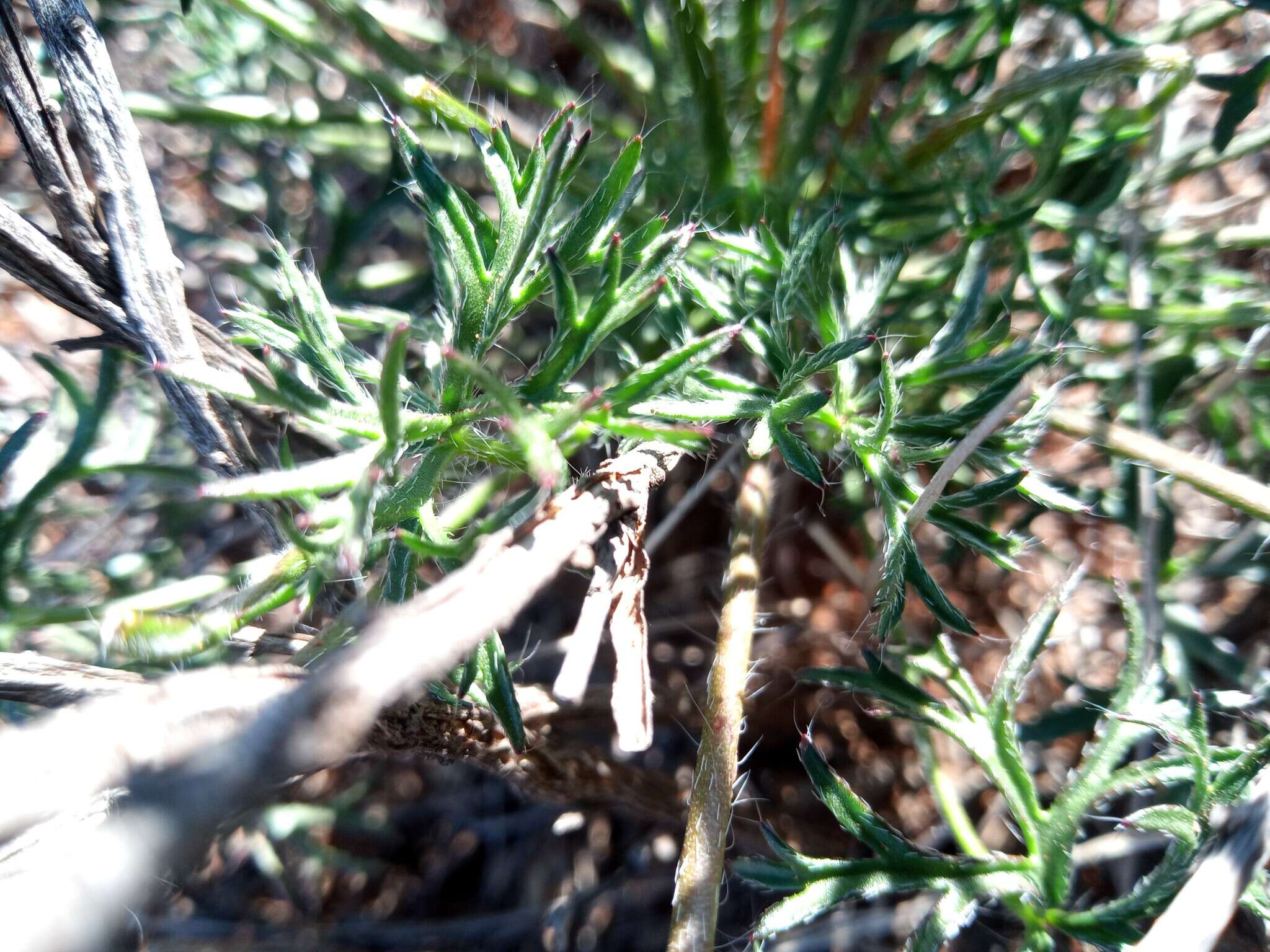 Image of Pelargonium aridum R. A. Dyer