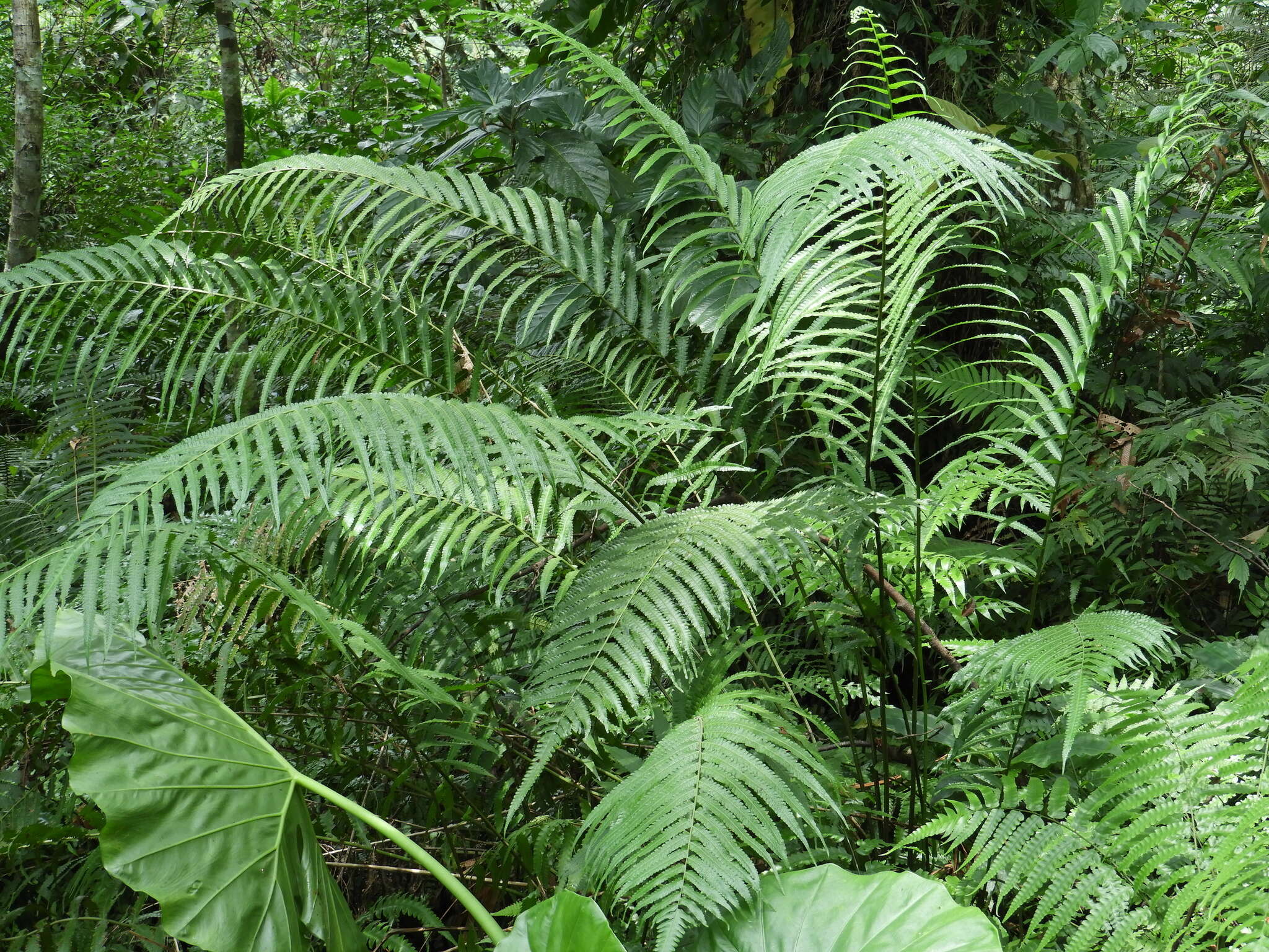 Image of Reholttumia truncata (Poir.) S. E. Fawc. & A. R. Sm.