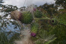 Image de Cirsium mexicanum DC.