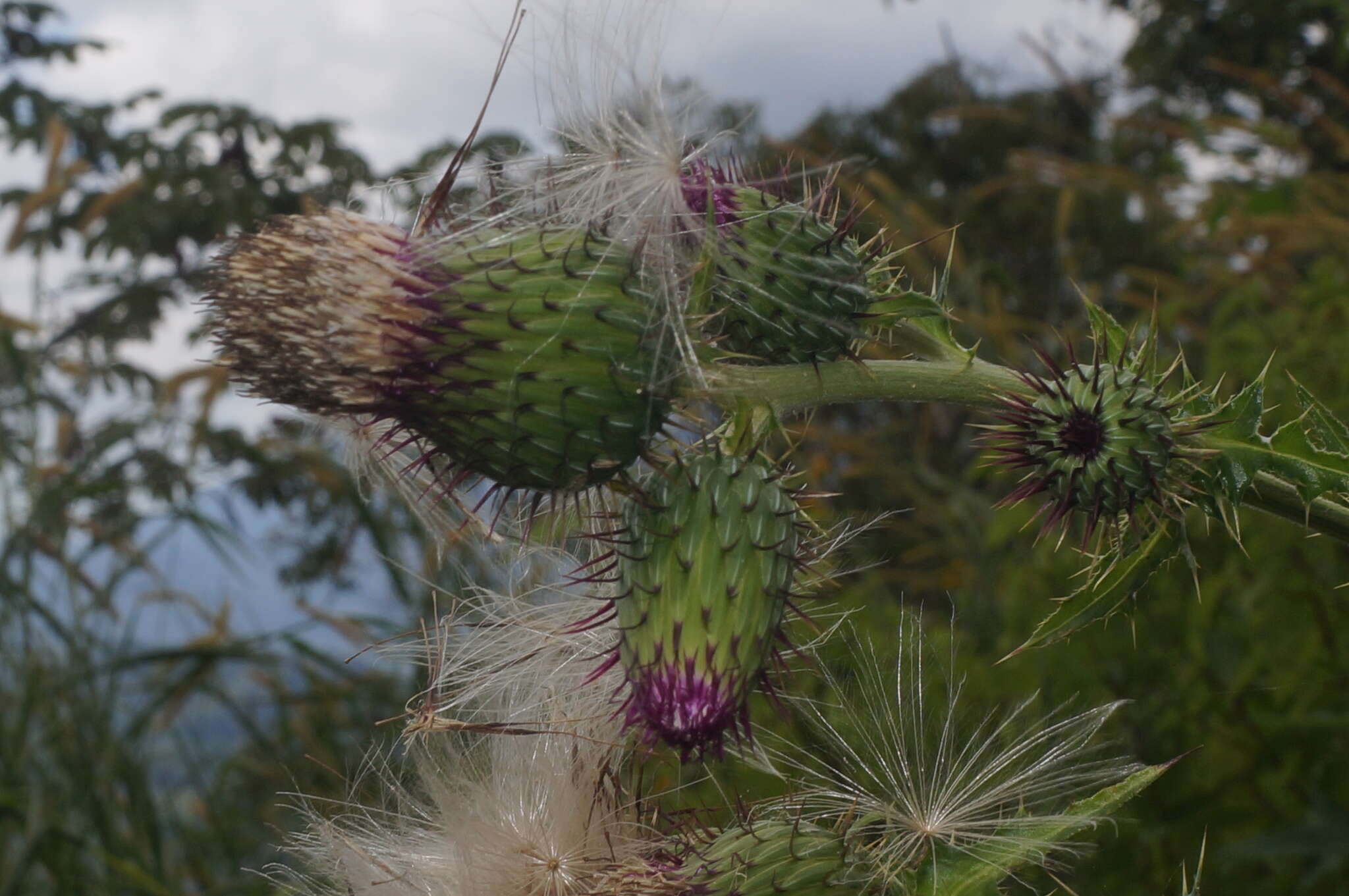 Plancia ëd Cirsium mexicanum DC.