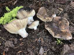 Image de Russula densifolia Secr. ex Gillet 1876