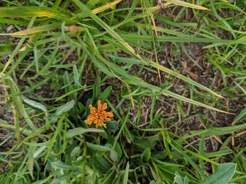 صورة Agoseris aurantiaca (Hook.) Greene