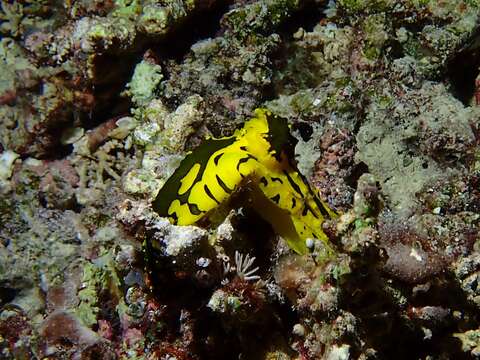 Notodoris gardineri Eliot 1906 resmi