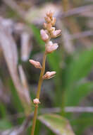 Image of Aletris foliata (Maxim.) Makino & Nemoto