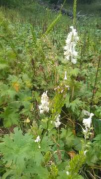 Imagem de Aconitum orientale Mill.