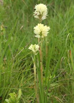 Image of Eulophia ensata Lindl.