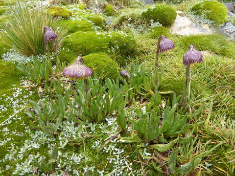 Culcitium serratifolium Meyen & Walp. resmi