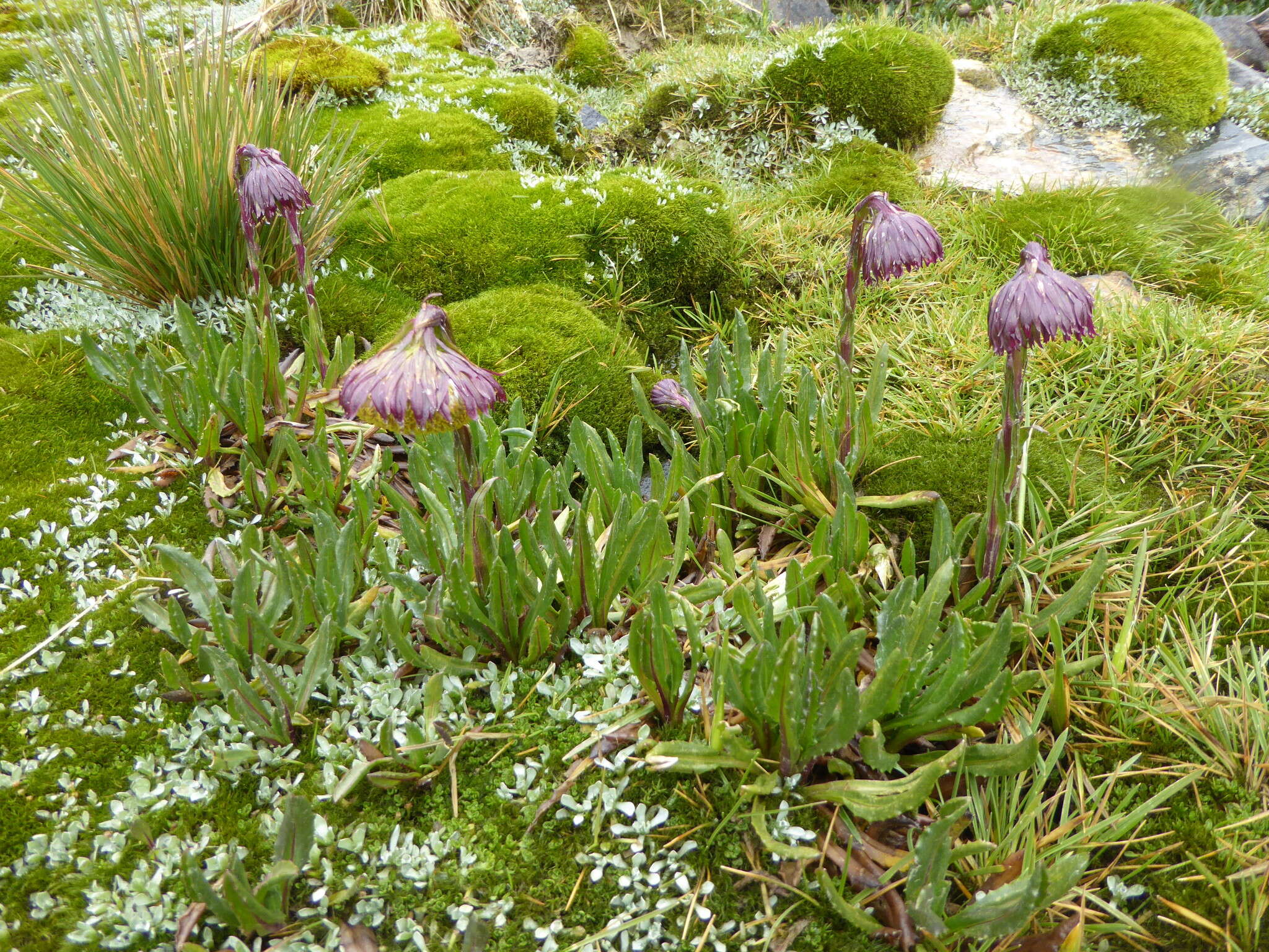 Image of Culcitium serratifolium Meyen & Walp.