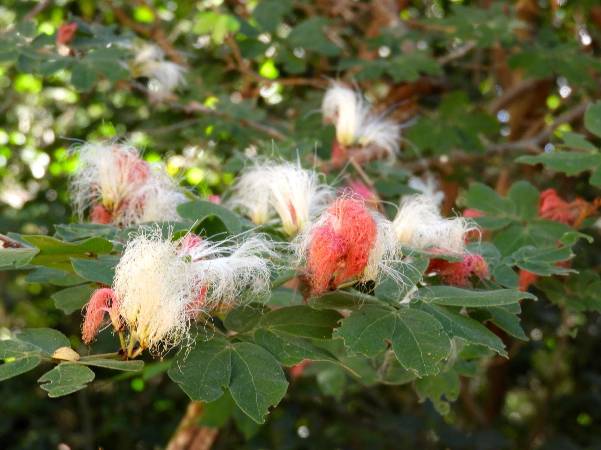 Image of Calliandra tergemina var. emarginata (Willd.) Barneby