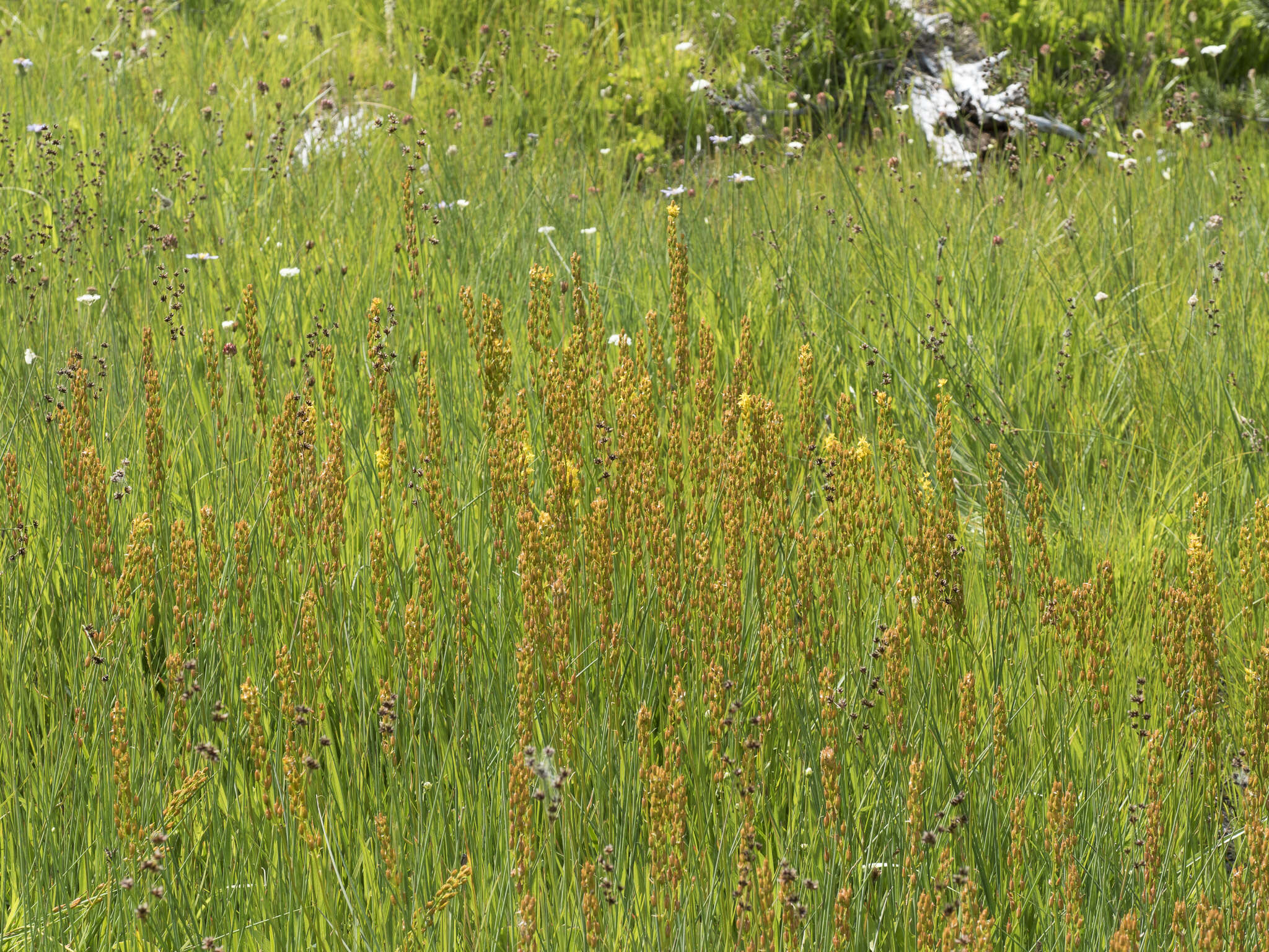 Image of California bog asphodel