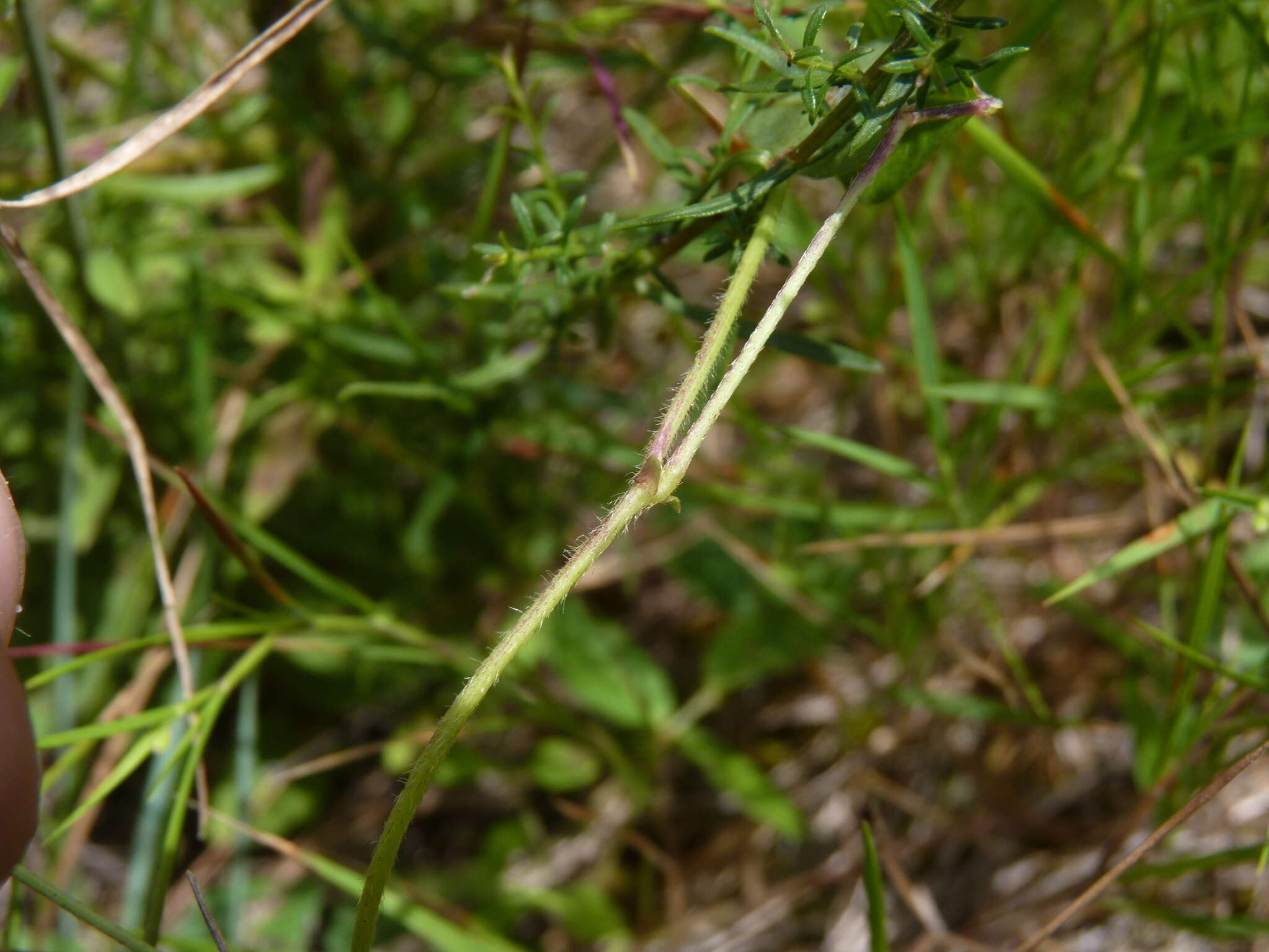 Слика од Strophostyles umbellata (Willd.) Britton