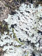 Image of shield lichen