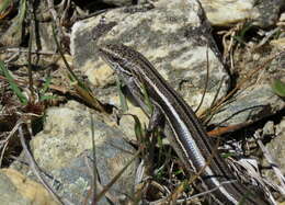 Image of Oligosoma toka Chapple, Bell, Chapple, Miller, Daugherty & Patterson 2011