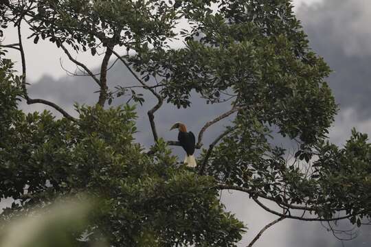 Image of Blyth's Hornbill