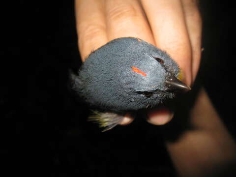 Image of Yellow-rumped Flowerpecker