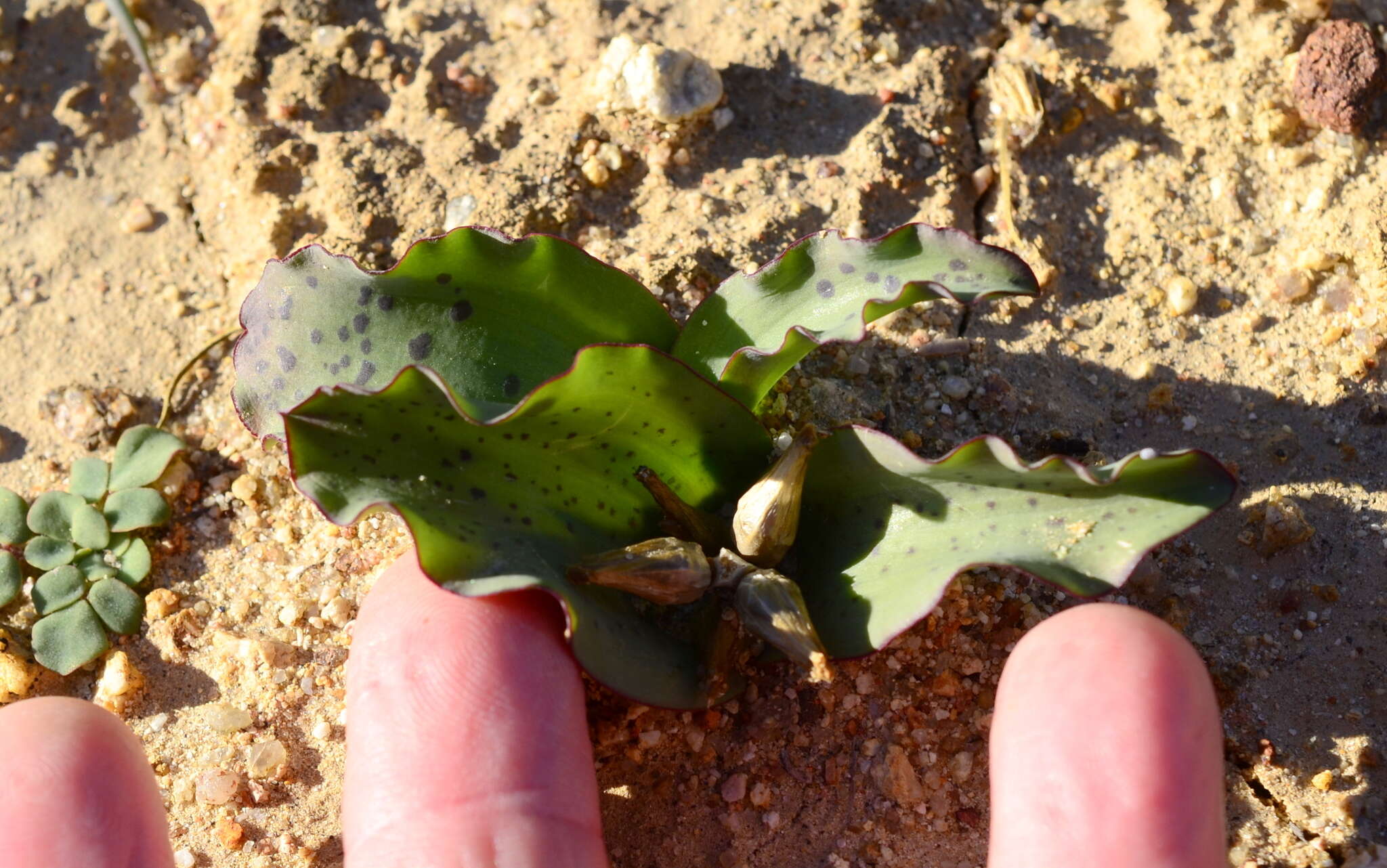 Image of Lachenalia undulata Masson ex Baker