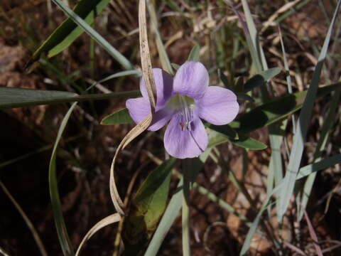 Image of Barleria lancifolia T. Anders.