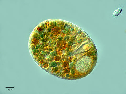 صورة <i>Nassula aurea</i> Ehrenberg 1833