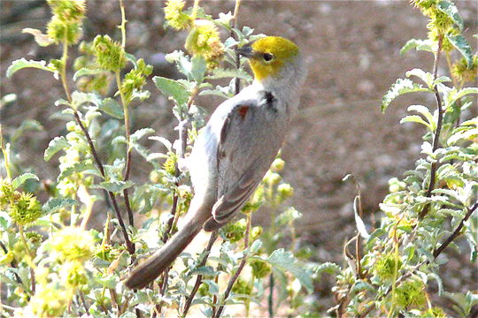 Image of Verdin