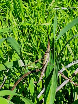 Acrida bicolor (Thunberg 1815)的圖片