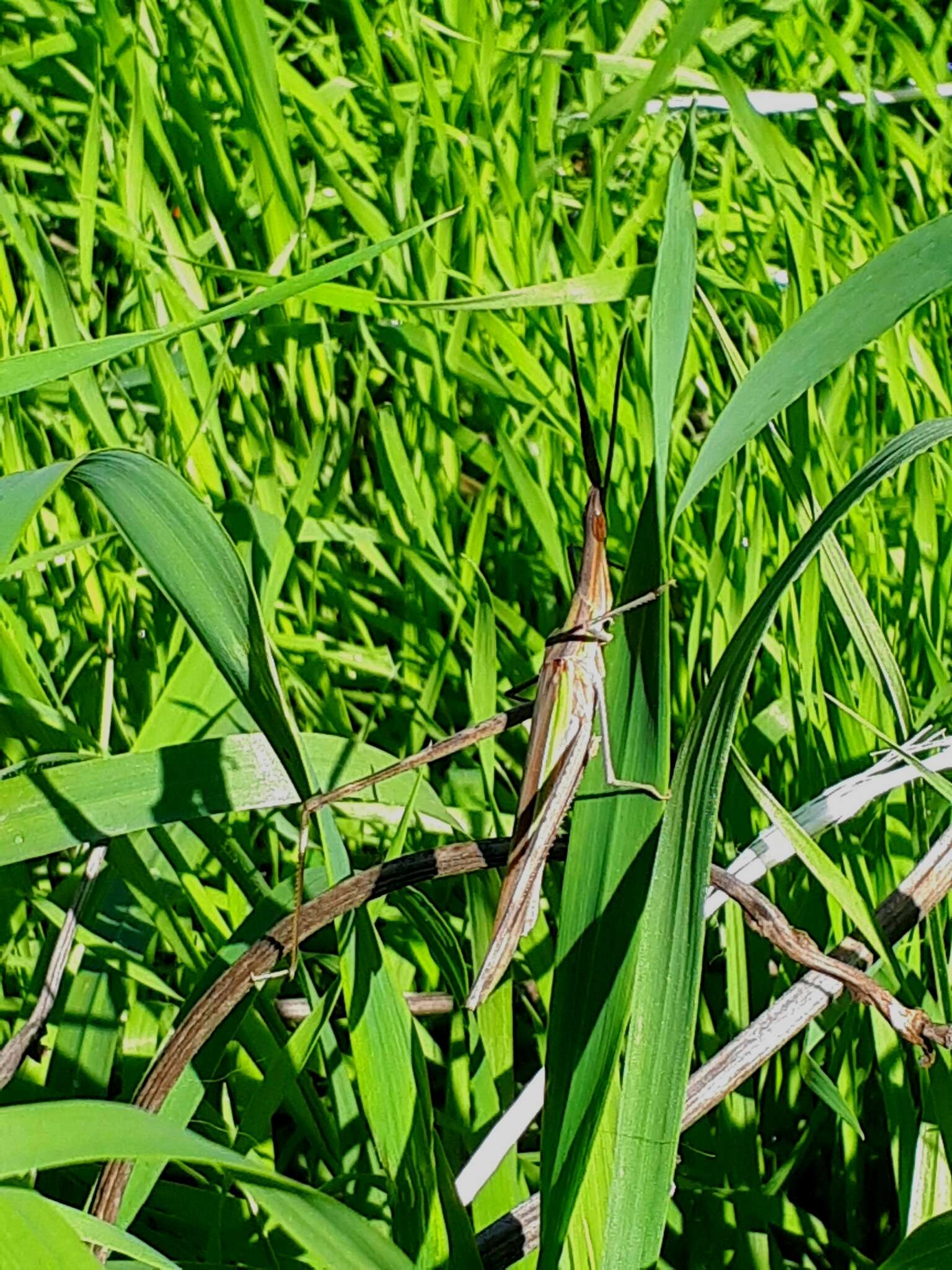 Image of Acrida bicolor (Thunberg 1815)