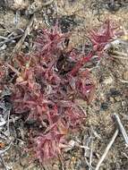 Image of knotweed spineflower