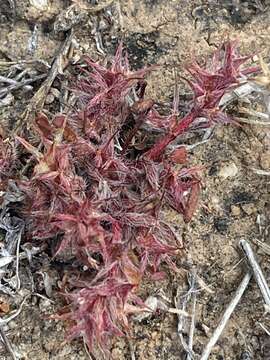 Image of knotweed spineflower