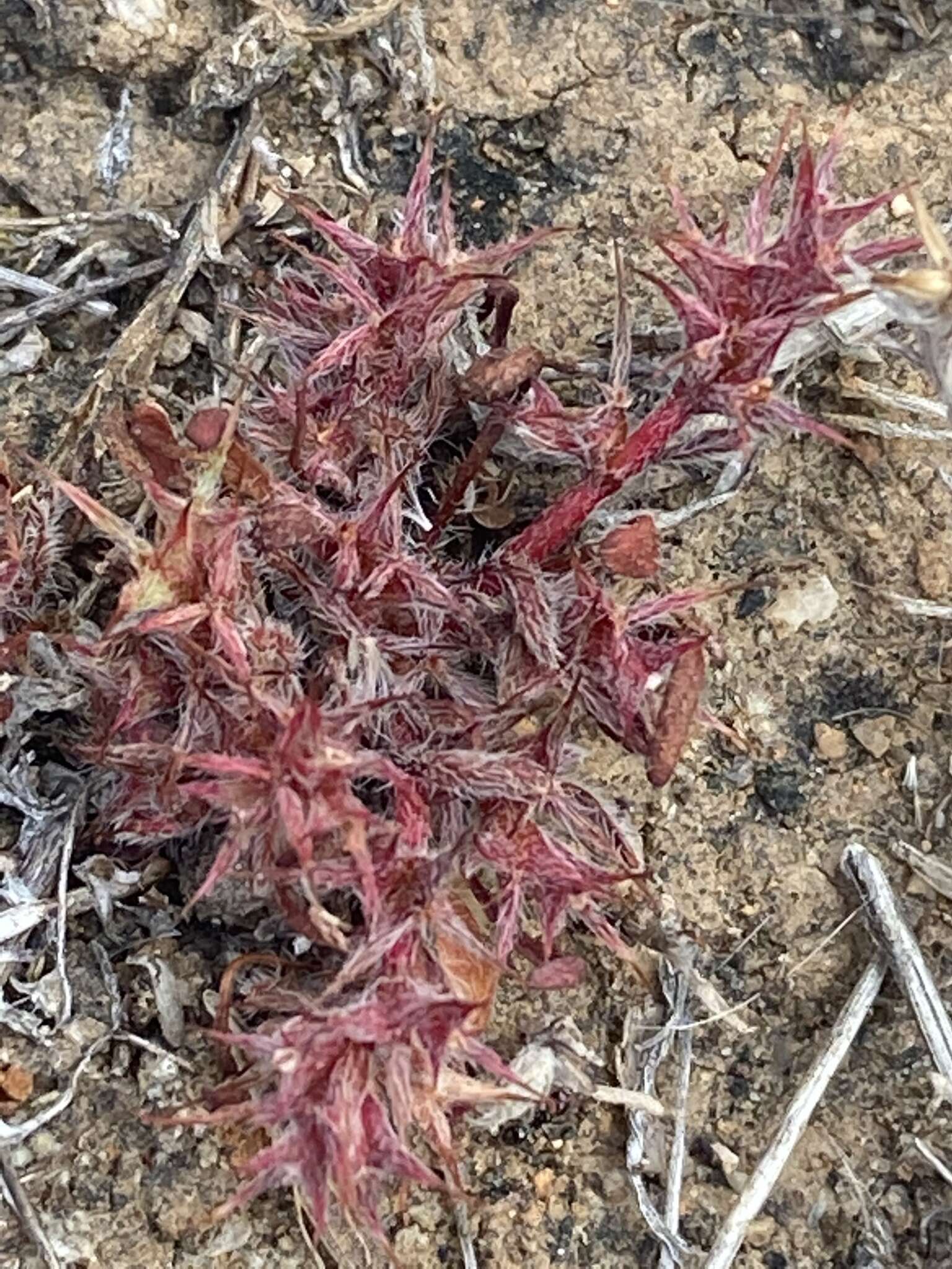 Image of knotweed spineflower