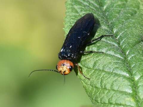 Image of Pine false webworm