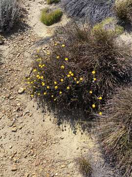 Plancia ëd Helichrysum catipes (DC.) Harv.