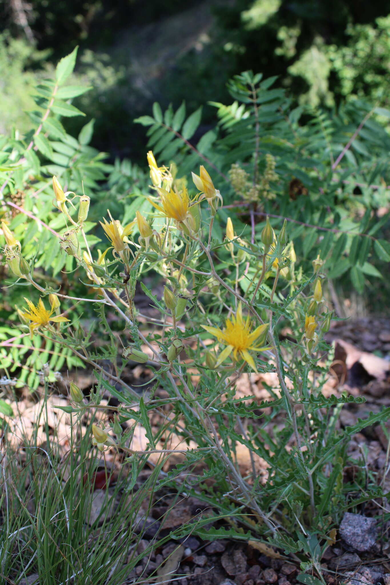 Image of jeweled blazingstar