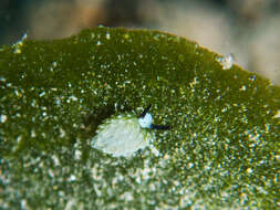 Image of Costasiella usagi Ichikawa 1993