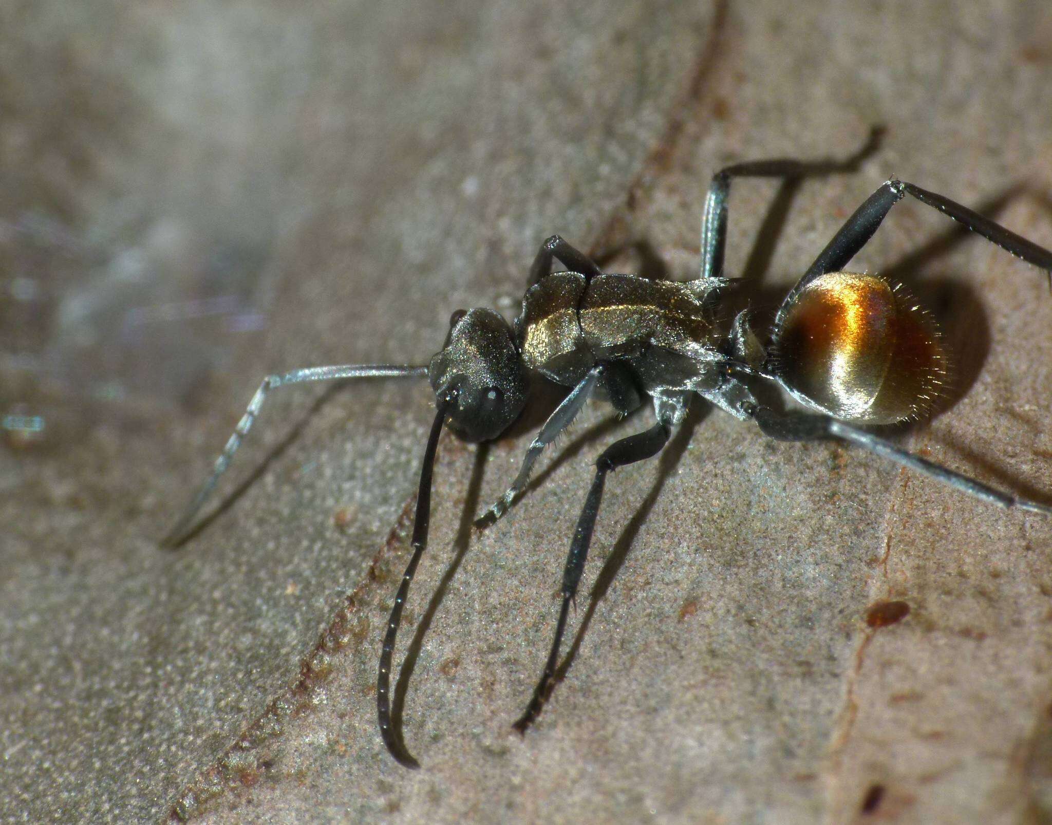 Image of Polyrhachis ammon (Fabricius 1775)