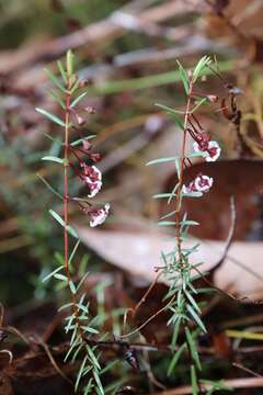 Image of Euryomyrtus ramosissima subsp. prostrata (Hook. fil.) Trudgen