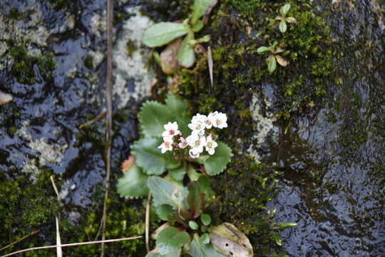 Plancia ëd Micranthes rufidula Small