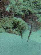 Image of Ghost pipefish