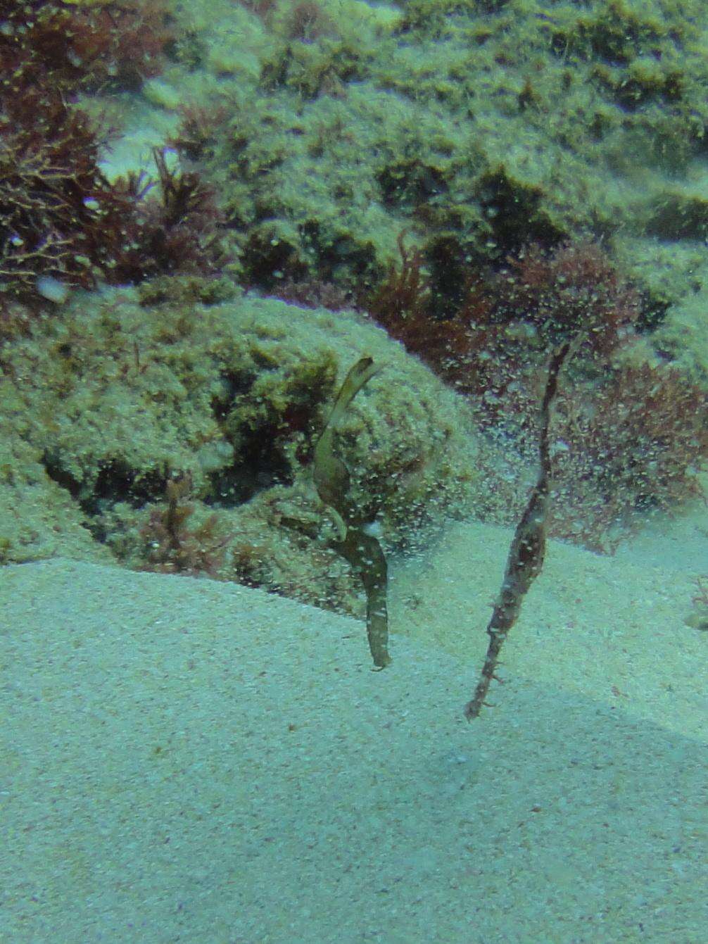 Image of Ghost pipefish