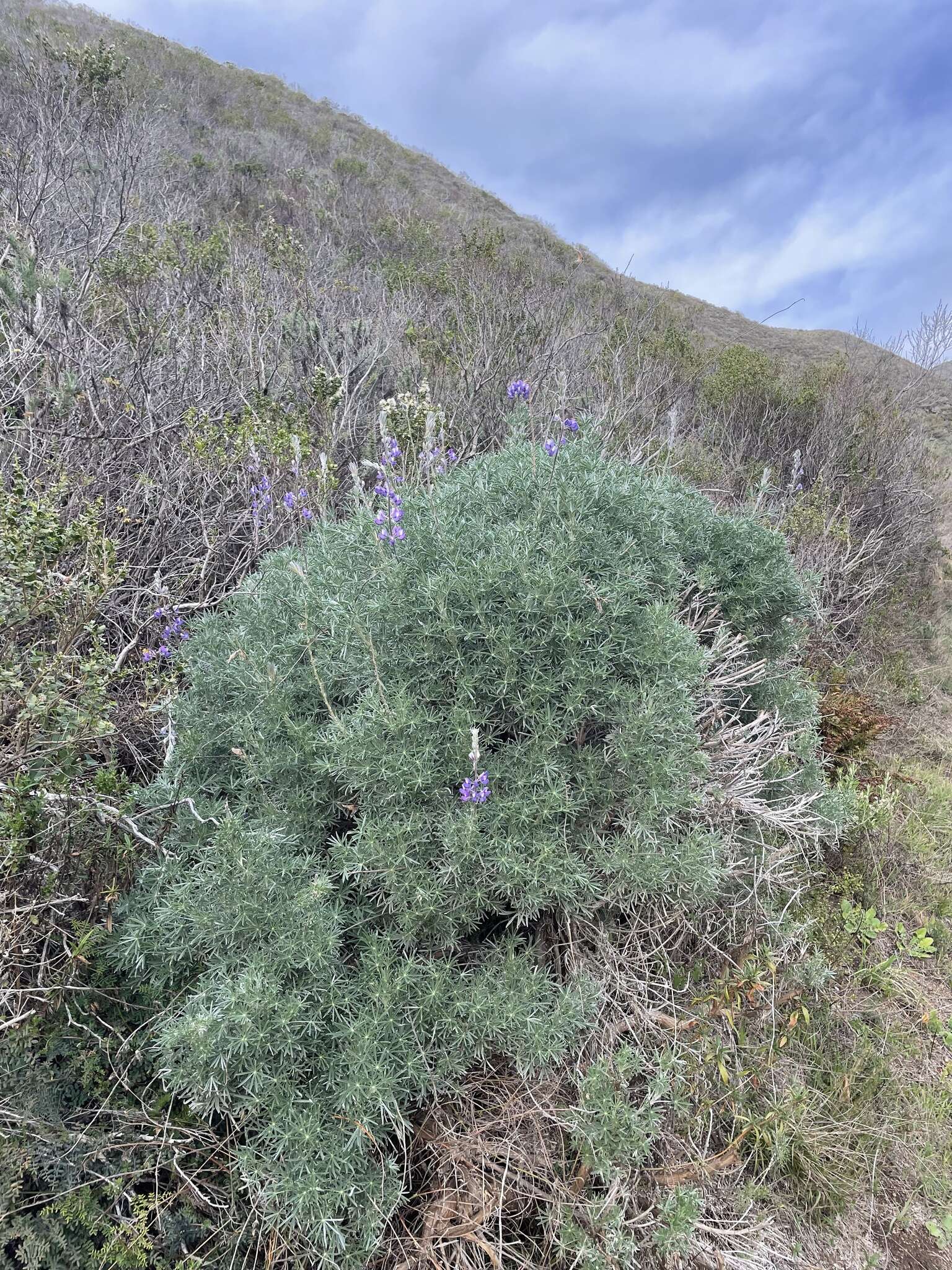 Image of Douglas' silver lupine